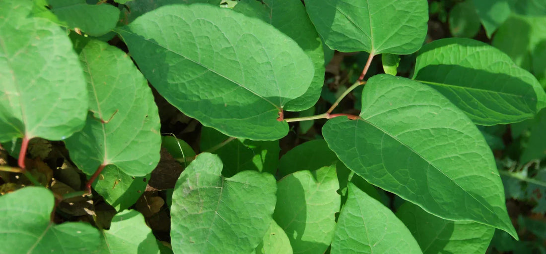 Japanese Knotweed