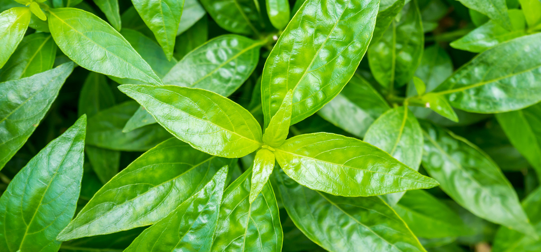 Andrographis Herb