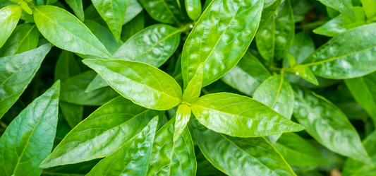 Andrographis Herb