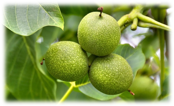 Green Black Walnut