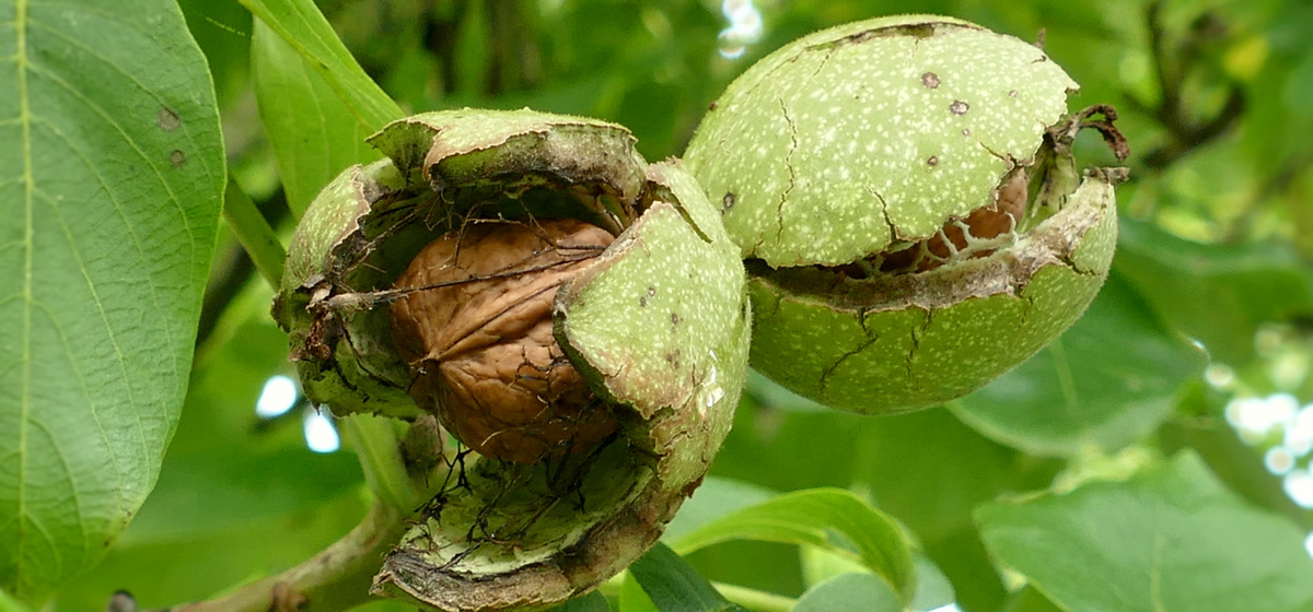 Green Black Walnut