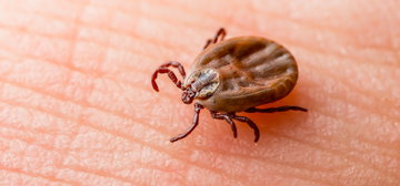 The Itchy Truth: The 6 Most Common Tick-Borne Illnesses and How to Prevent Them