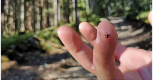 What are the Causes and Symptoms of Lyme Disease?