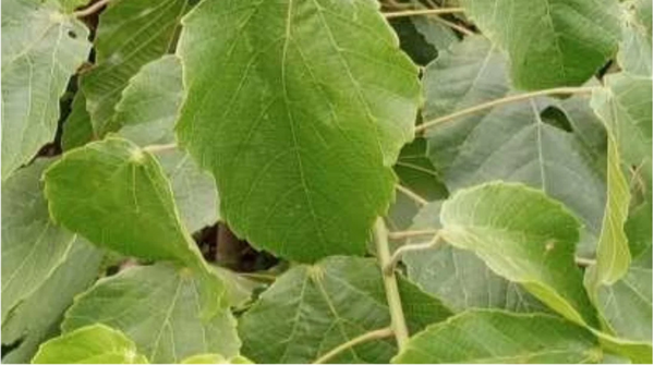 Alchornea Cordifolia (stem)