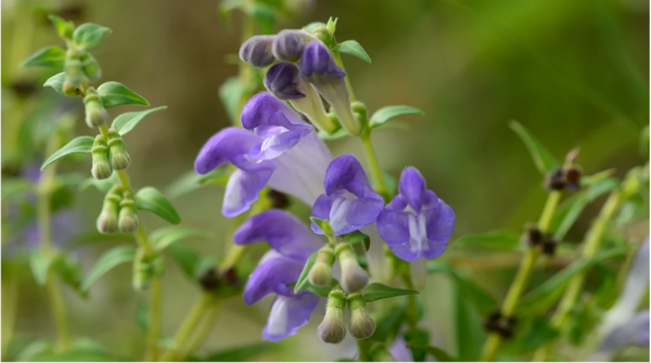 Chinese Skullcap (stem)