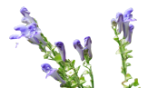 Product Ingredients
