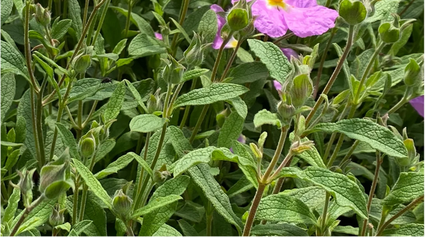 Cistus Incanus (leaf)