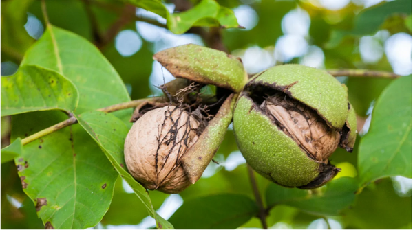 Green Black Walnut