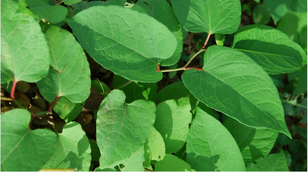Japanese Knotweed (leaf)