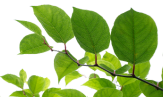 Product Ingredients