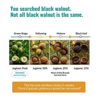 An informational graphic about Zenmen Green Black Walnut tincture's black walnut harvest stages, with a headline reading 'You searched black walnut. Not all black walnut is the same.