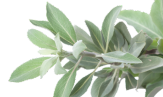 Product Ingredients