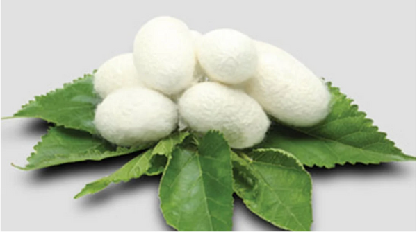 Serrapeptase