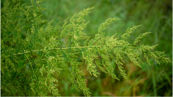 Sweet Wormwood