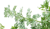 Product Ingredients