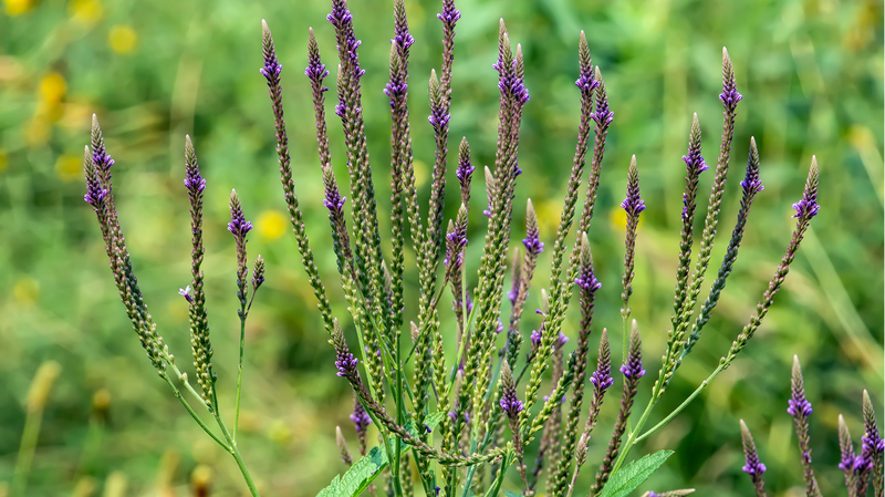 Blue Vervain Extract