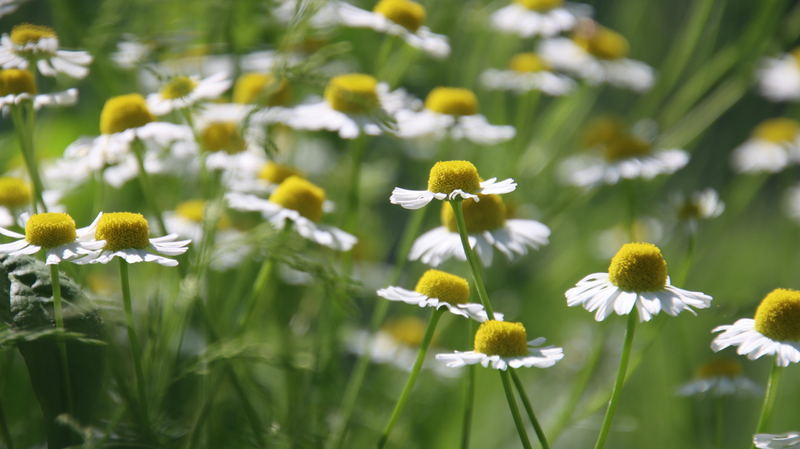 Chamomile Extract