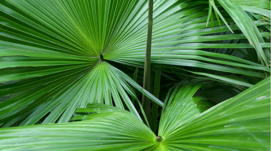 Saw Palmetto Extract