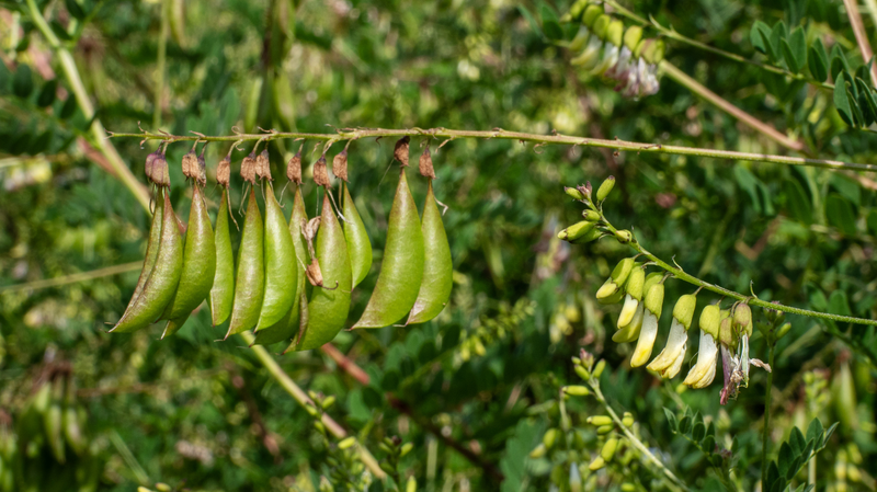 Astragalus