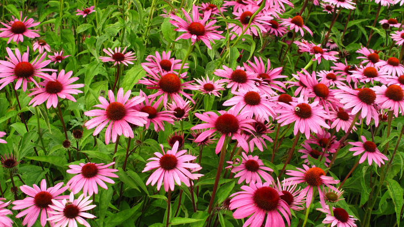 Echinacea