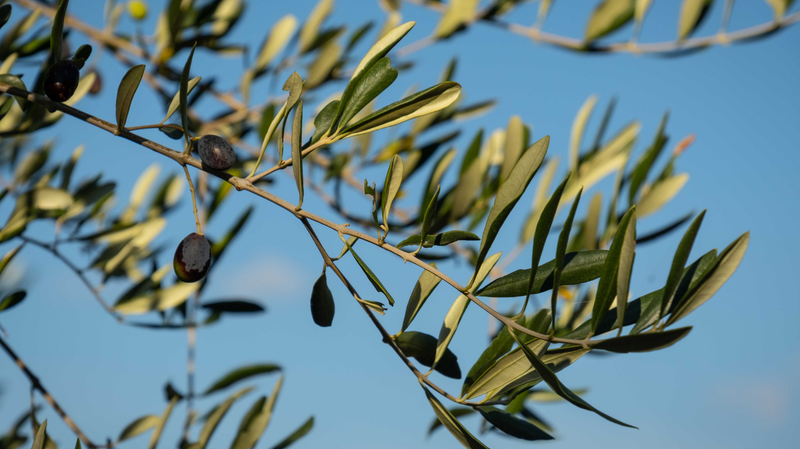 Olive Leaf