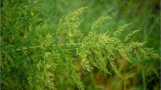 Artemisinin