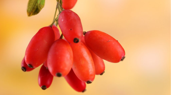 Berberine