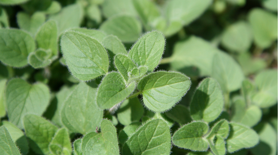 Oregano
