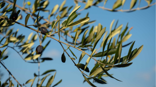 Olive Leaf