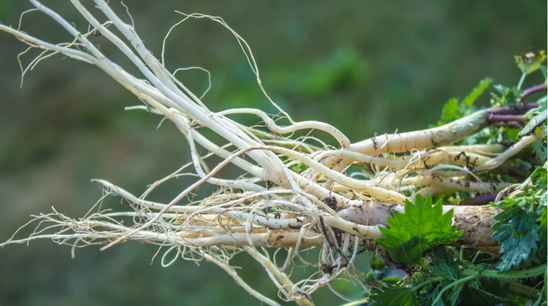 Stinging Nettle Root Extract