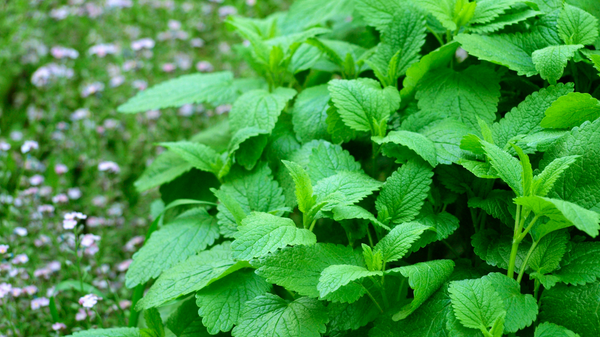 Lemon Balm Extract