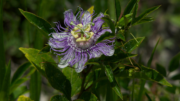 Passionflower Extract