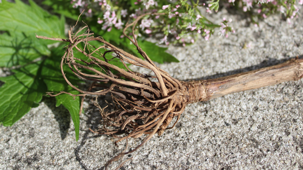 Valerian Root Extract