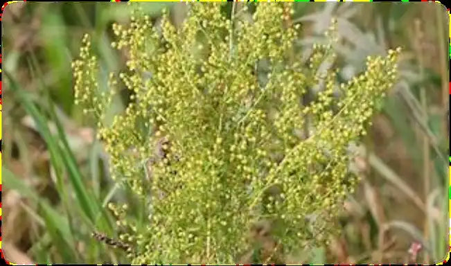 Sweet Wormwood plant