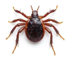 Zenmen tick immune badge
